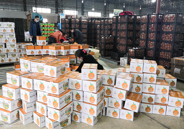 惠農網聯合騰訊微視扶貧助農—— 一條短視頻，賣出扶貧臍橙71150斤！