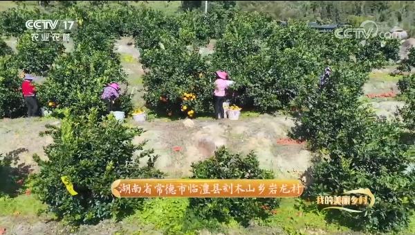 驕傲！惠農網助力打造的臨澧美橙登上央視